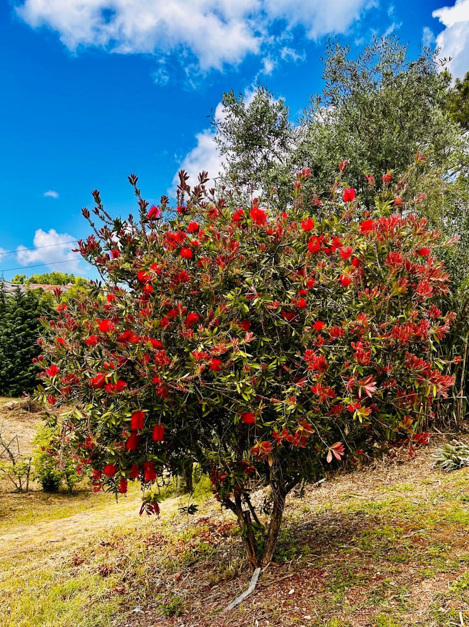 Quinta Boa Vida Villa Alcobaça Eksteriør billede